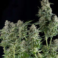 Semillas feminizadas de Northern Lights