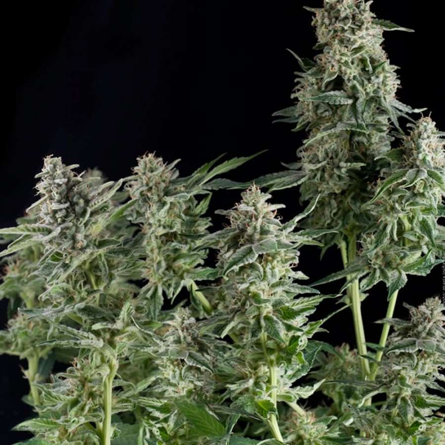 Northern Lights Feminised Seeds