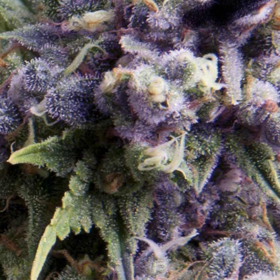 Semillas feminizadas Purple Auto