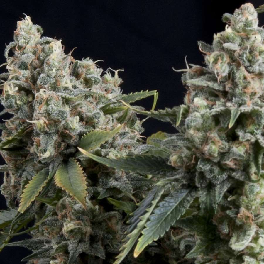 Semillas feminizadas de Tutankhamon Auto