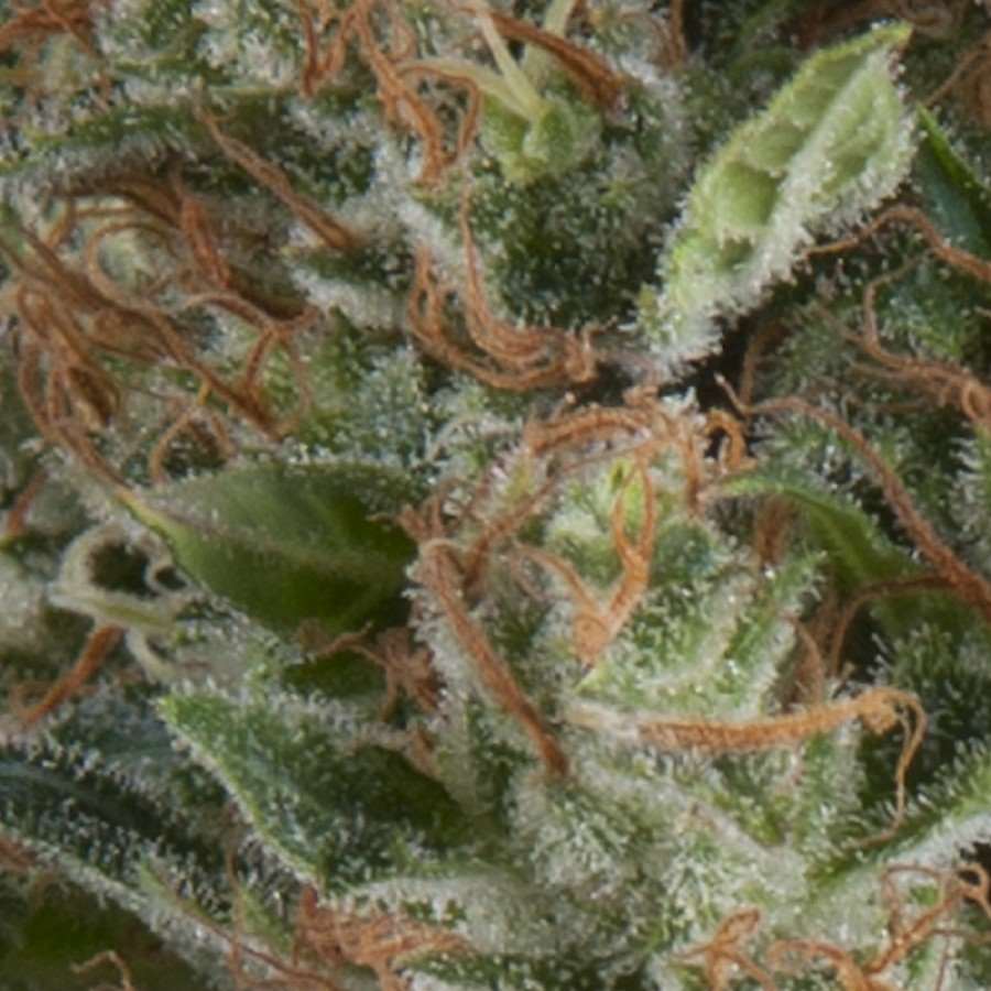 Semillas feminizadas de Wembley Auto