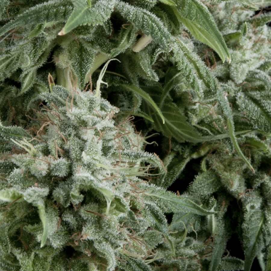 Semillas feminizadas de Northern Lights Auto