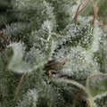 Semillas feminizadas de Nefertiti Auto