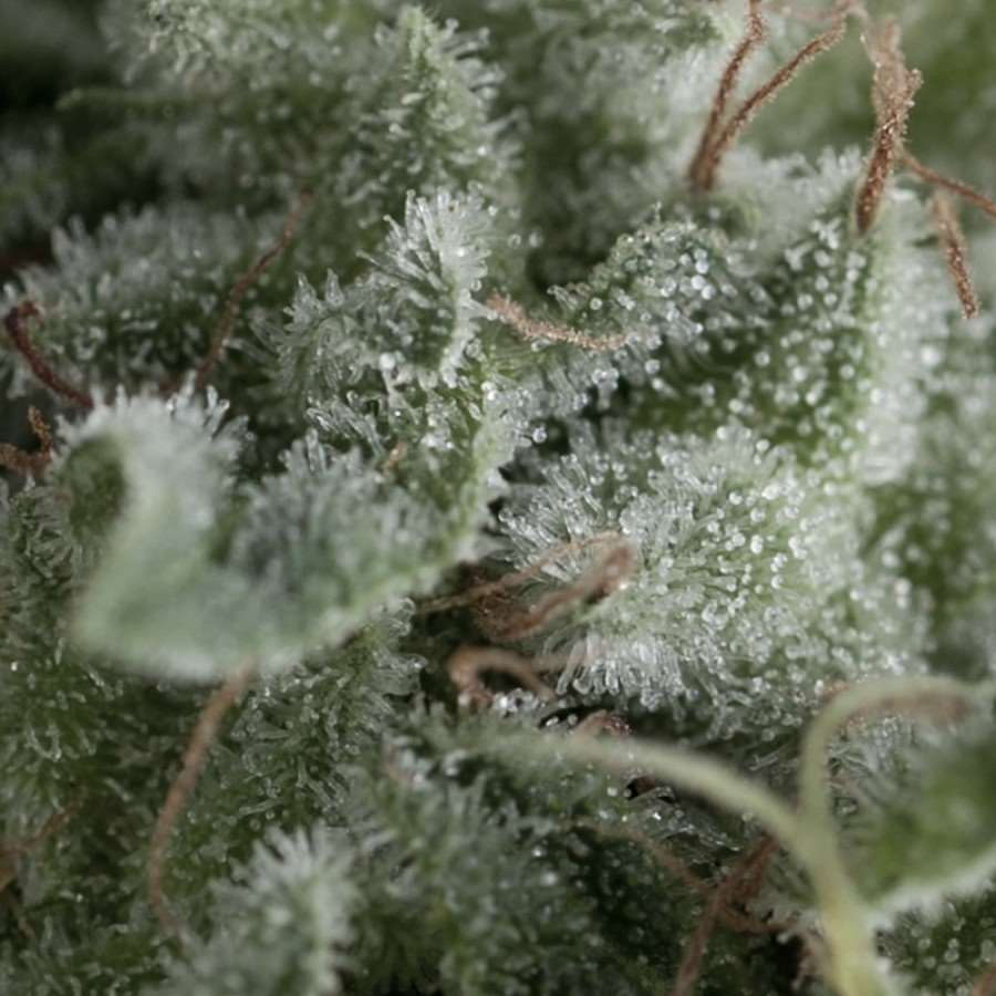 Semillas feminizadas de Nefertiti Auto