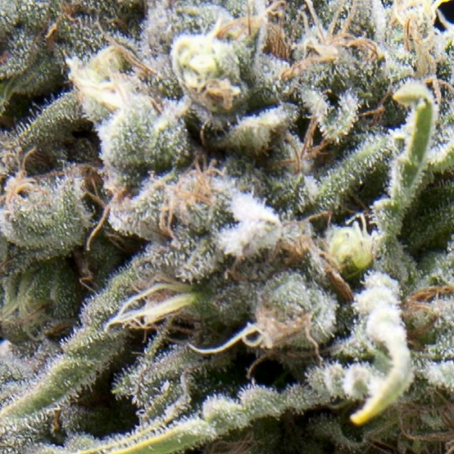 Semillas feminizadas de White Widow Auto