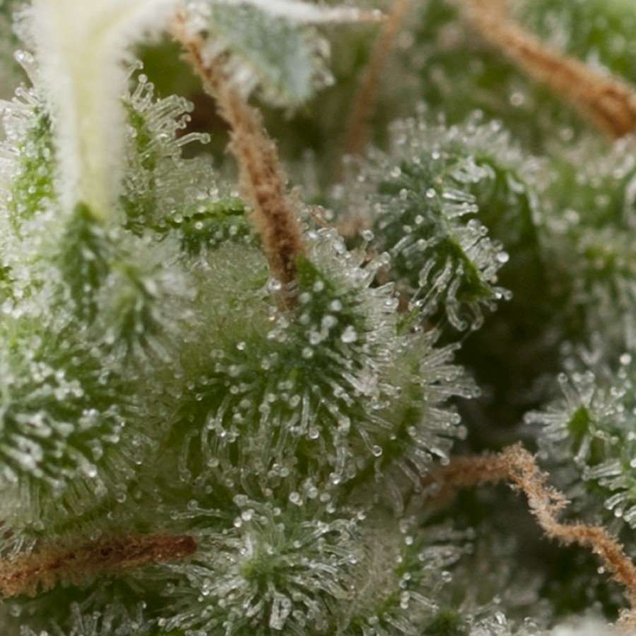 Semillas feminizadas de Super Hash Auto