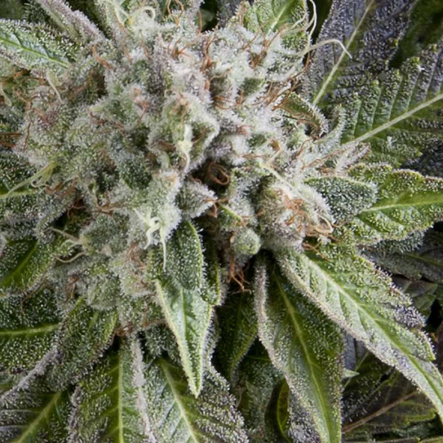 Semillas feminizadas Blue Pyramid Auto