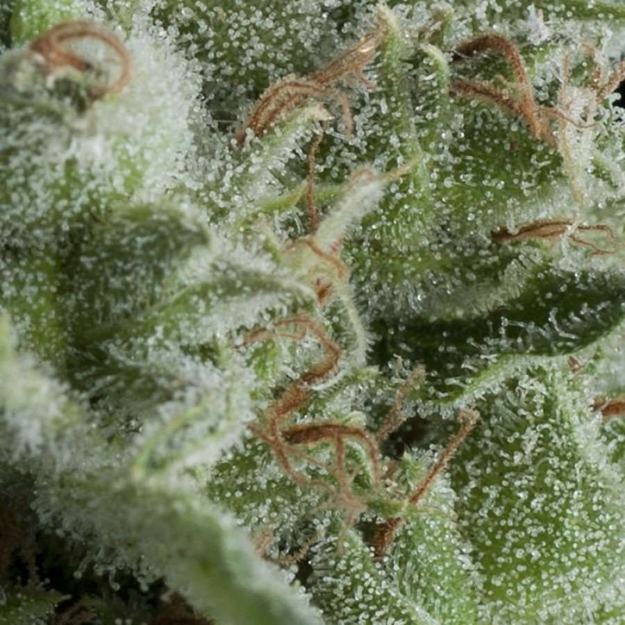Semillas feminizadas de Kryptonite Auto