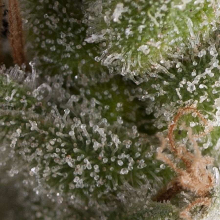 Semillas feminizadas Fresh Candy Auto
