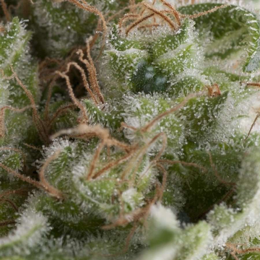 American Pie Auto Feminisierte Samen
