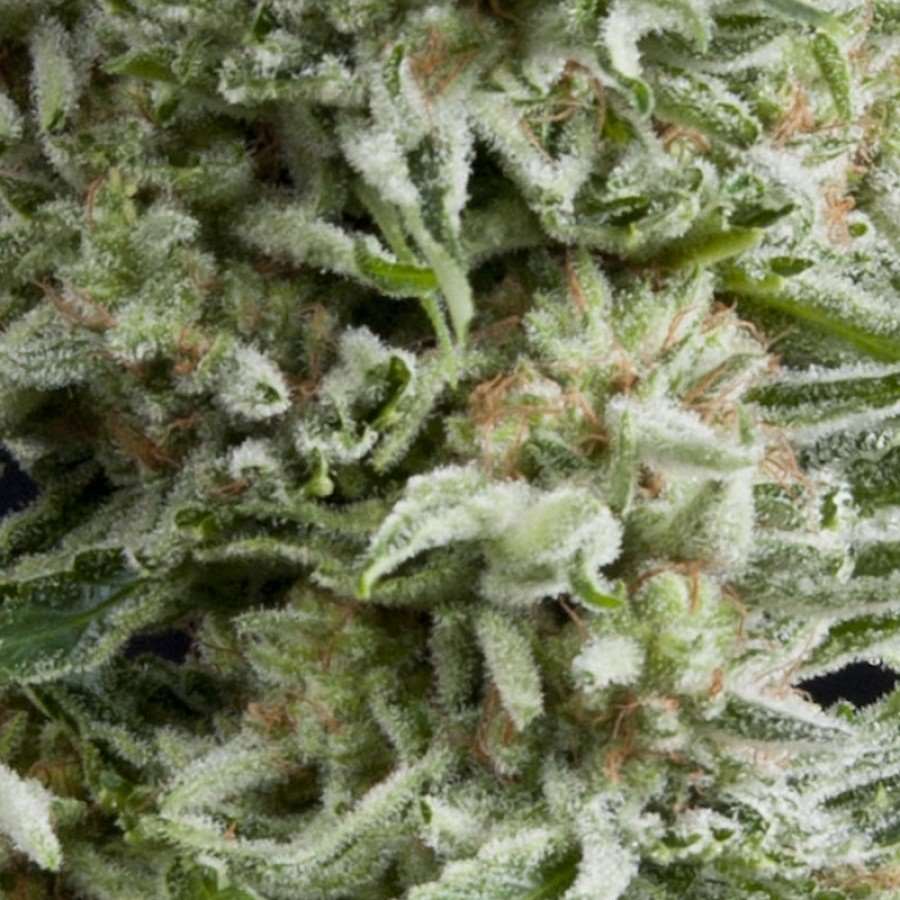 Semillas feminizadas de Amnesia Gold Auto