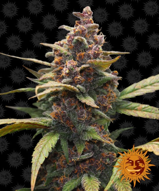 Semillas feminizadas de Ayahuasca Purple