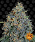 Semillas feminizadas de Blueberry OG