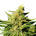 Semillas feminizadas BCN Diesel CBD