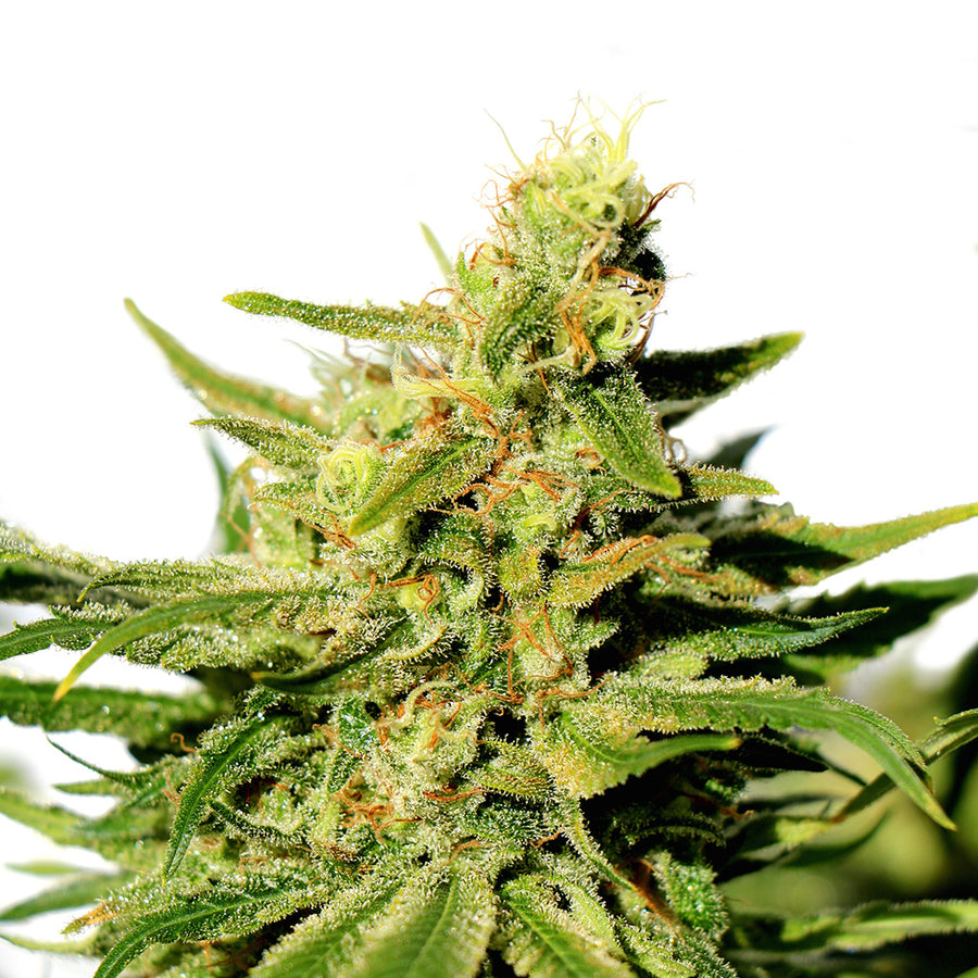 BCN Diesel CBD Feminised Seeds
