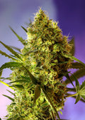 Big Devil Auto Feminisierte Samen