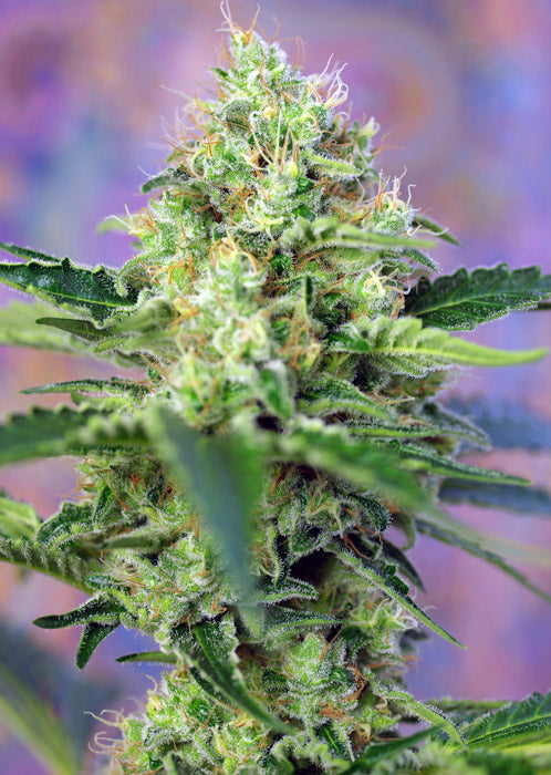 Crystal Candy feminisierte Samen