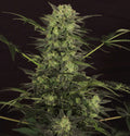 Semillas feminizadas MK-Ultra Kush Auto