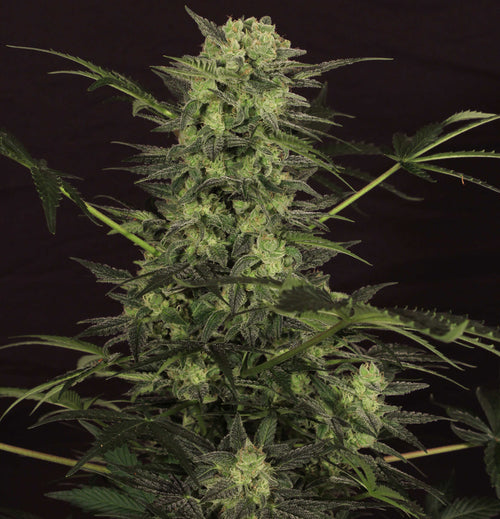 Semillas feminizadas MK-Ultra Kush Auto