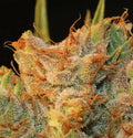 Semillas feminizadas MK-Ultra Kush x Bubble