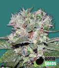 Bomb CBD Feminised Seeds