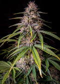Alien Vs Triangle Auto Feminisierte Samen
