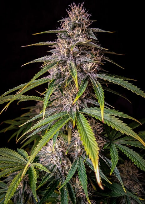 Semillas feminizadas de Alien Vs Triangle Auto