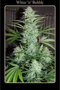 Semillas feminizadas de White 'n' Bubbly Auto