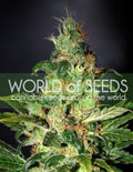 Semillas feminizadas de Chronic Haze