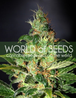 Semillas feminizadas de Chronic Haze