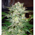 Mazar Kush feminisierte Samen