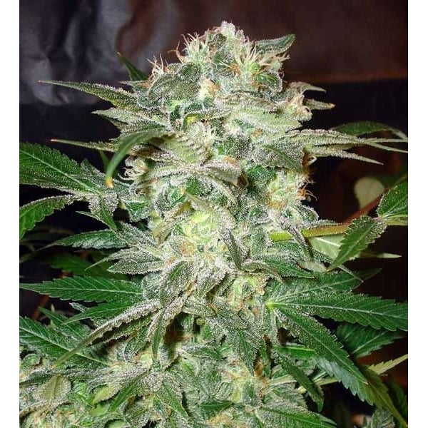 Semillas feminizadas de Mazar Kush