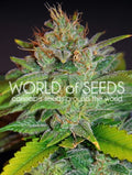 Skunk 47 Feminisierte Samen