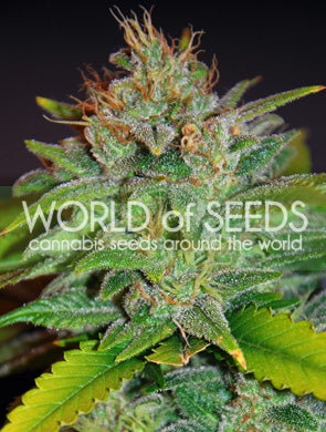 Semillas feminizadas de Skunk 47