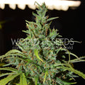 Semillas feminizadas de Neville Haze Auto