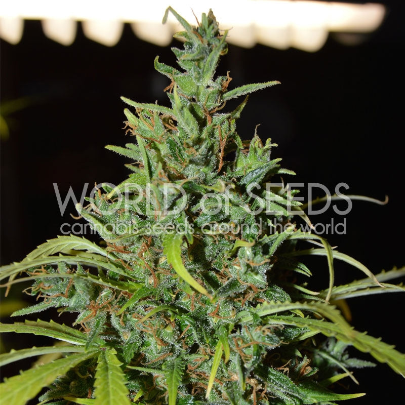 Semillas feminizadas de Neville Haze Auto