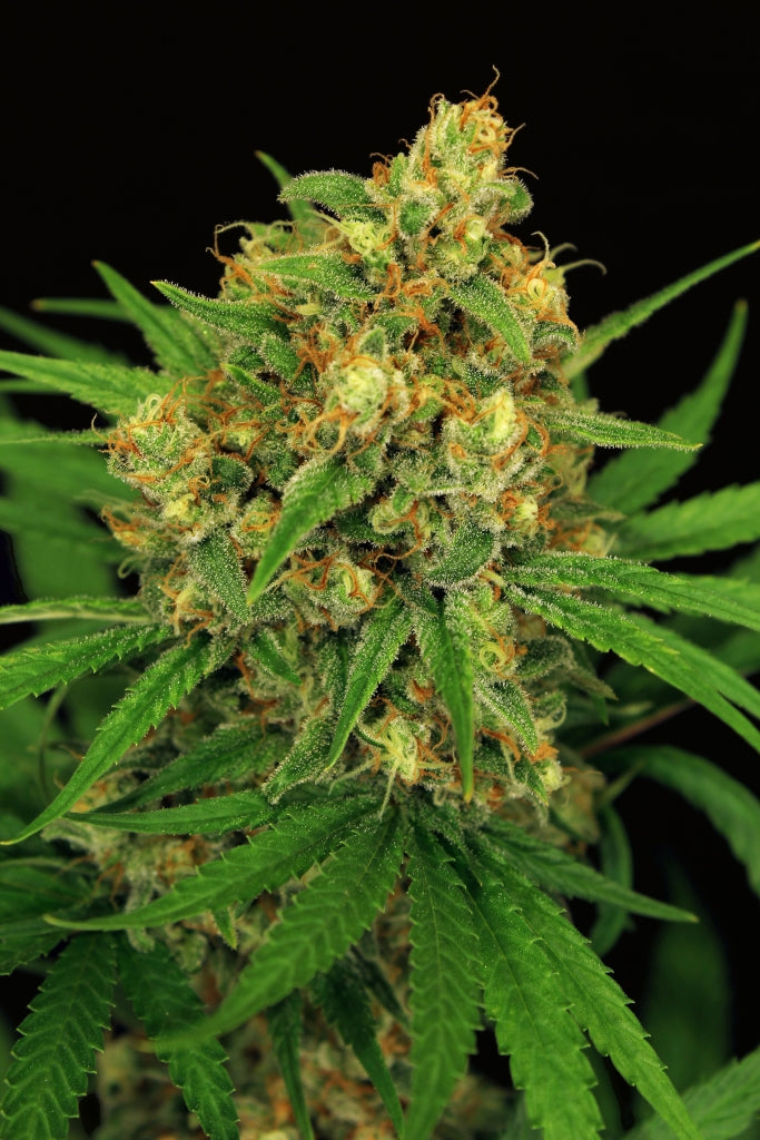 Semillas feminizadas de Tangerine Kush