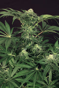 Semillas feminizadas Green Gummy