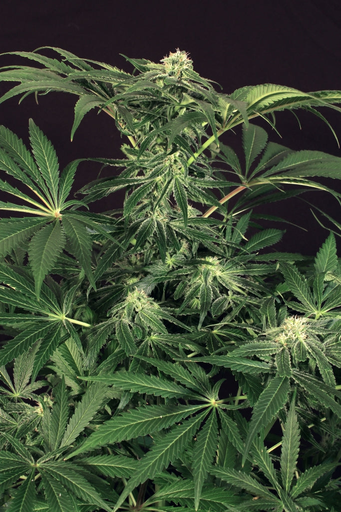 Semillas feminizadas Green Gummy
