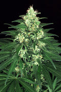 Semillas feminizadas de Lemon Candy
