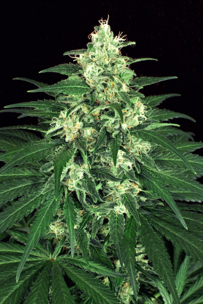 Semillas feminizadas de Lemon Candy