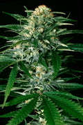Semillas feminizadas de Gypsy Widow