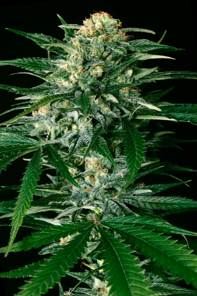 Semillas feminizadas de Gypsy Widow