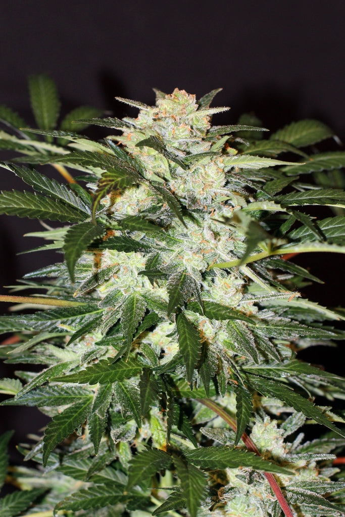 Semillas feminizadas de Monster Mash Auto
