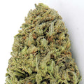 Semillas feminizadas Fast and Vast Auto