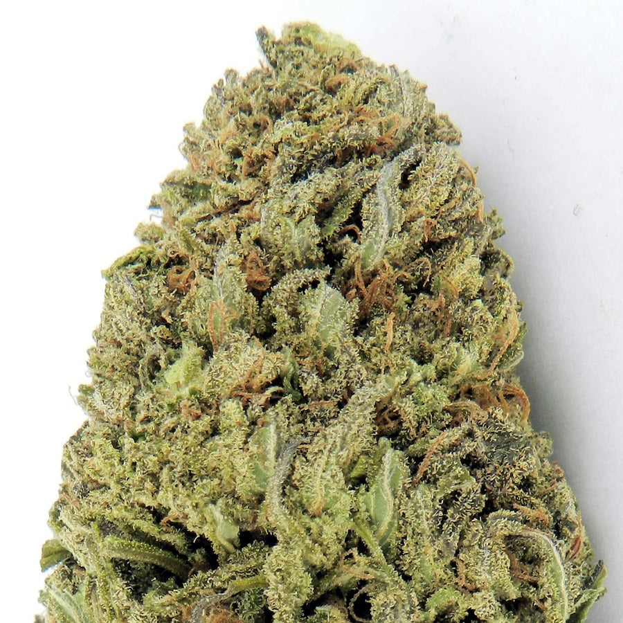 Semillas feminizadas Fast and Vast Auto