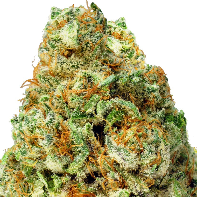 Turbo Bud Auto Feminised Seeds