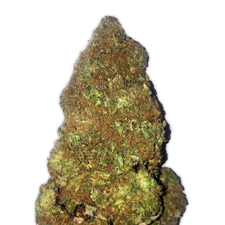 Semillas feminizadas de Jackpot Auto