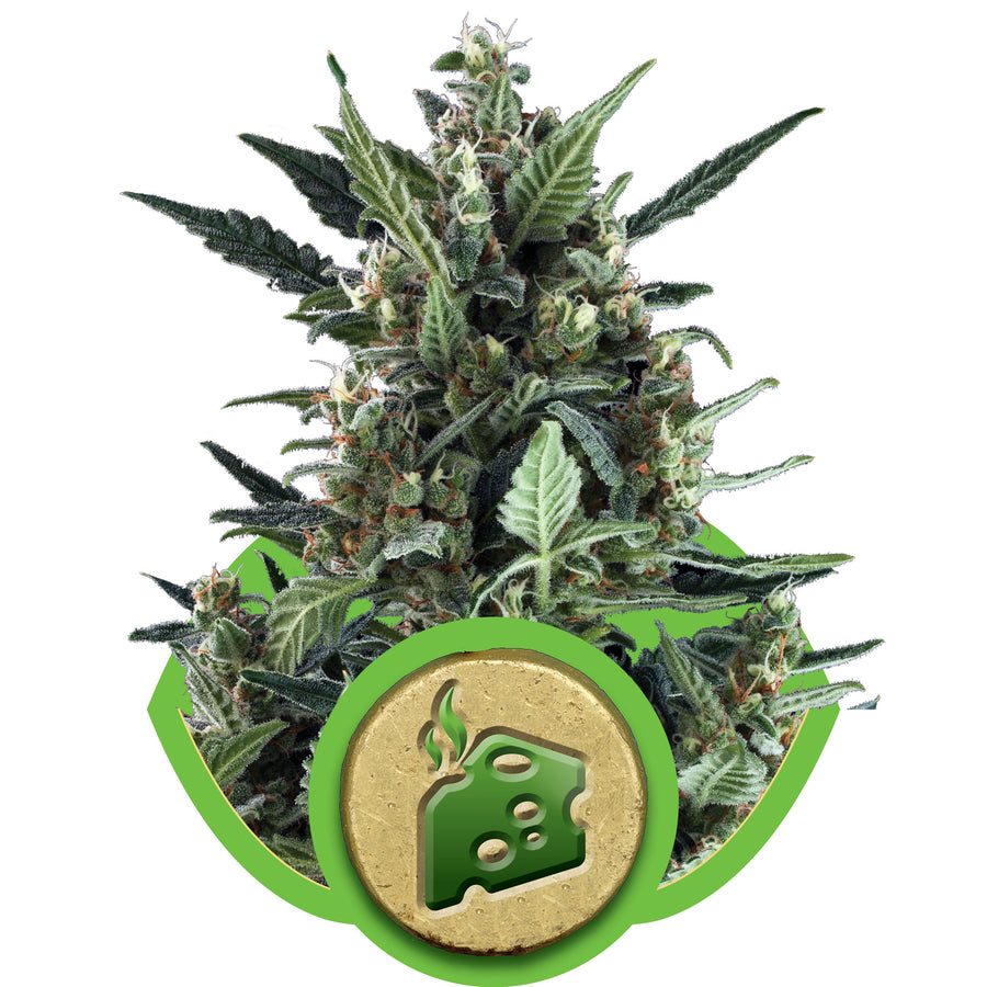 Blue Cheese Auto Feminised Seeds