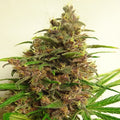 Semillas regulares de Malawi x PCK